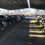 Lechera 13% Proteína Bruta